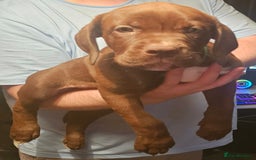 Mastiff dogs for sale: Mastiff Hybrids  - Image 12