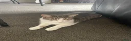 Mixed Breed cats for sale: 5 beautiful kittens for sale - Advert 6