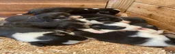 Border Collie dogs for sale: Border Collie Puppies For Sale  - Advert 11