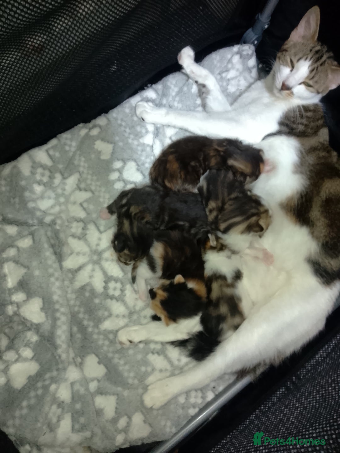 Mixed Breed cats for sale: Kittens for sale - Advert 1
