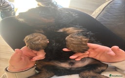 Cavapoo dogs for sale: Outstanding Blk and tan toy cavapoo male left  - Image 35
