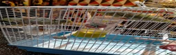 Parrots birds for sale: PAIR OF CELESTIAL PARROLETS LARGE CAGE ON WHEELS - Advert 10