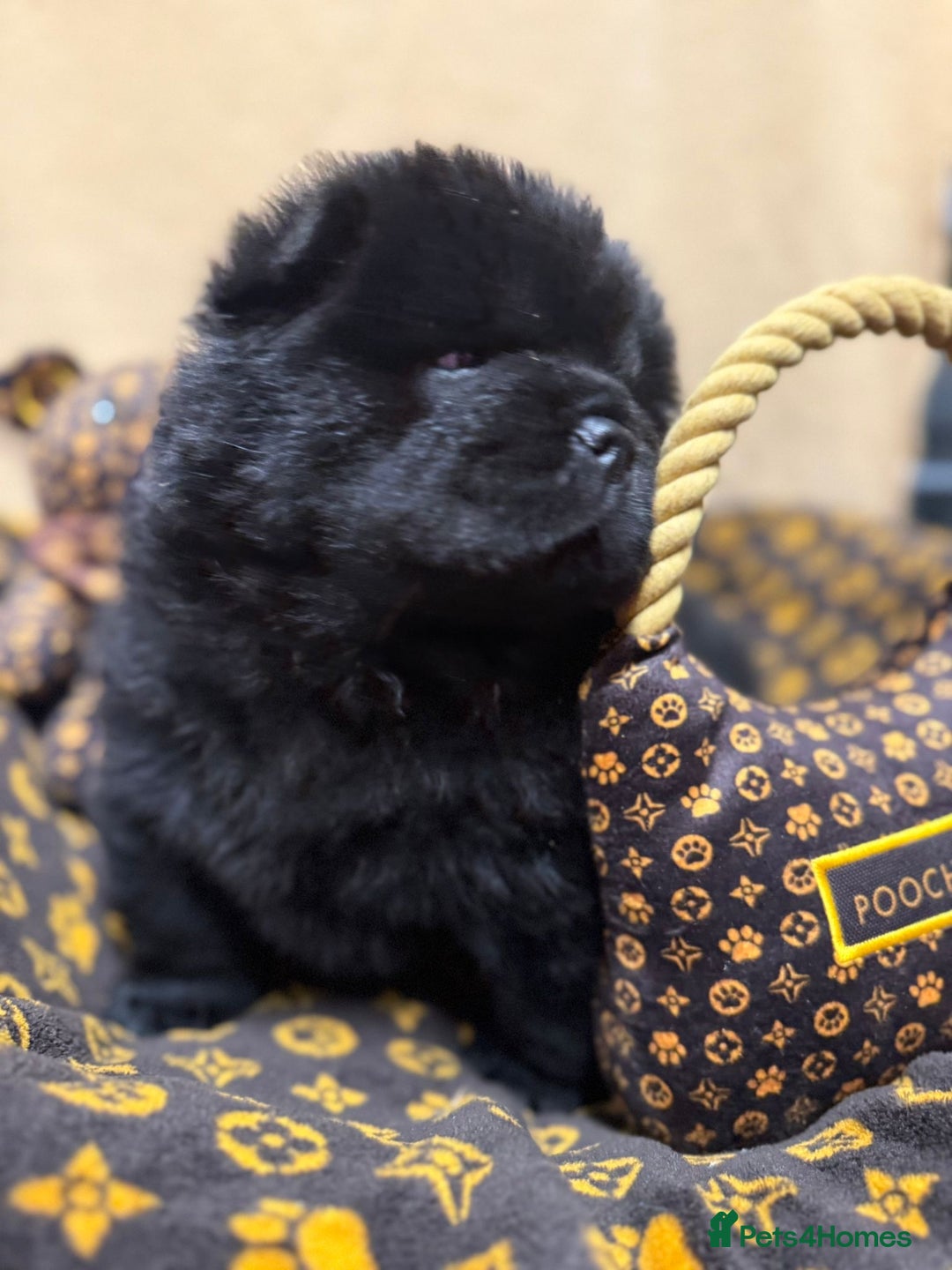 Chow Chow dogs for sale: 🏆 ** Just one Teddy Bear remaining  ** 🏆 - Advert 6