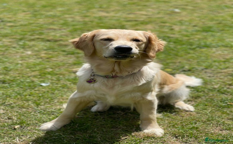 Golden Retriever dogs - Advert 1