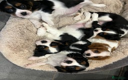 Cavalier King Charles Spaniel dogs for sale: Stunning Cavalier Puppies - Image 6