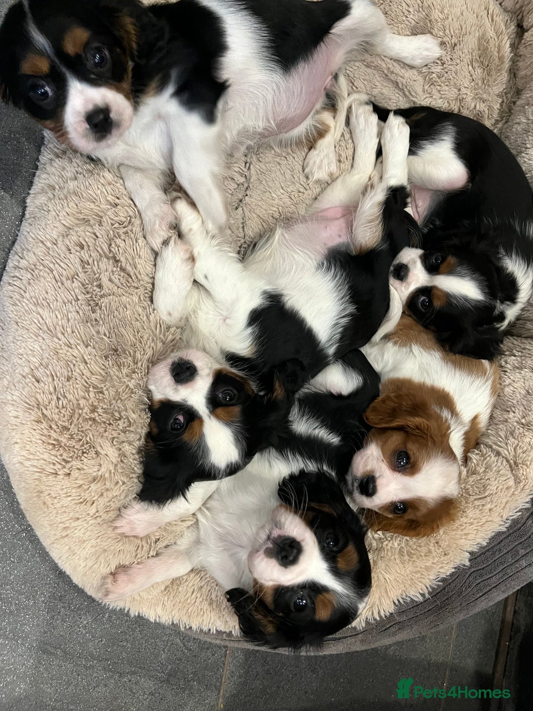Cavalier King Charles Spaniel dogs for sale: Stunning Cavalier Puppies - Image 6
