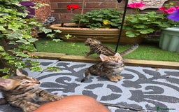 Bengal cats for sale: ✨ Bengal Kittens Looking for Loving Homes ✨ - Image 19