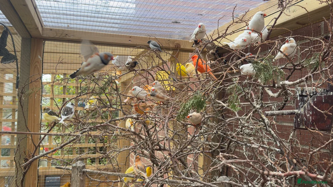 Finches birds for sale: Finches, zebs, bengs and canaries - Advert 1