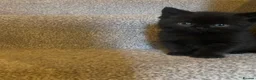 British Shorthair cats for sale: 6 beautiful British Short Hair Kittens - Advert 8