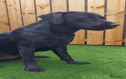 Labrador Retriever dogs for stud: PROVEN Fully health tested, KC Labrador for stud - Image 6