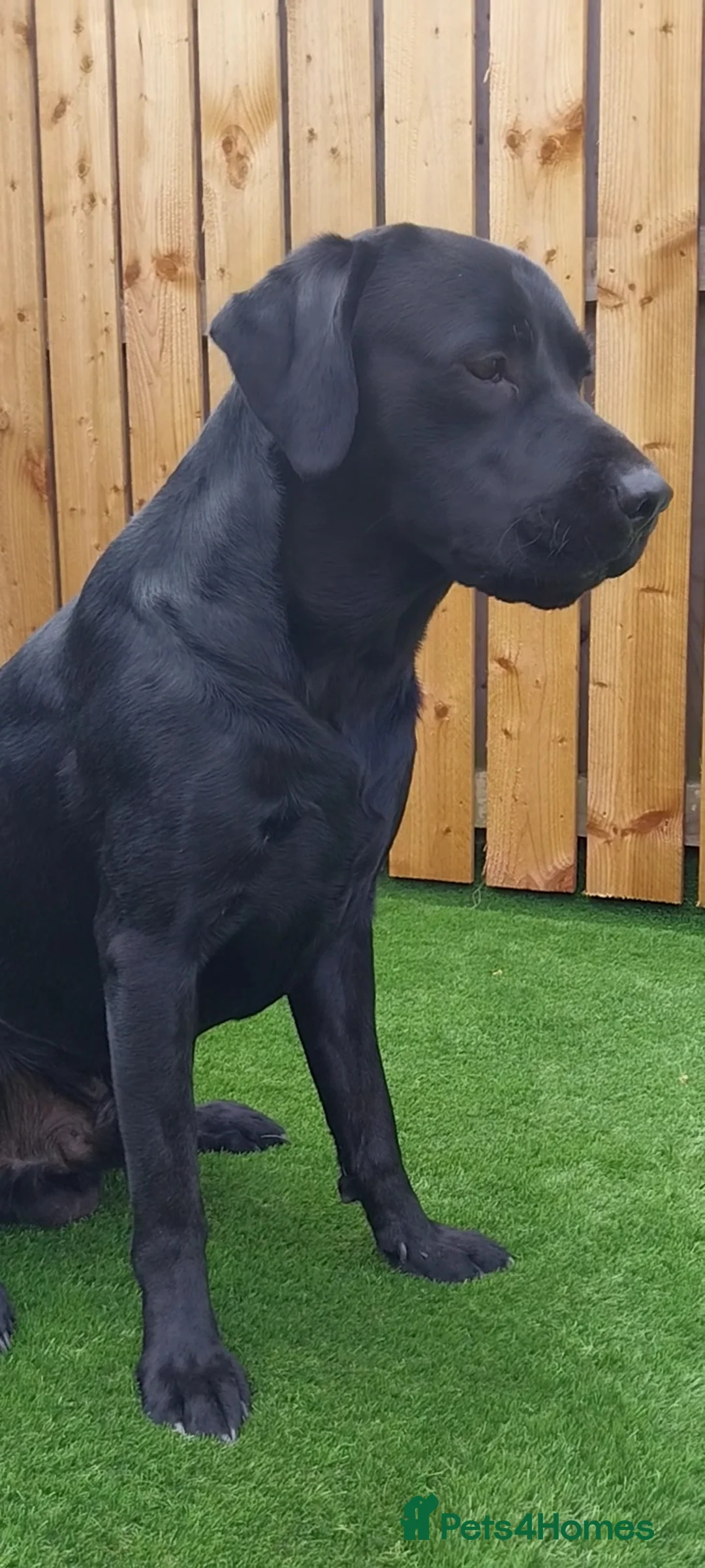 Labrador Retriever dogs for stud: PROVEN Fully health tested, KC Labrador for stud - Advert 8