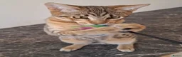 Savannah cats for sale: SAVANNAH TICA SBTF6 MERCURY SILVER - Advert 3