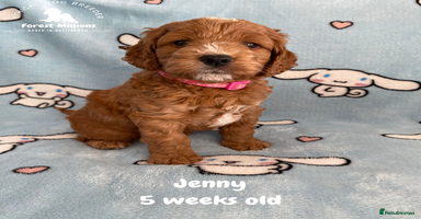 Cockapoo dogs Extensively Tested F1 Cockapoos - Advert 14