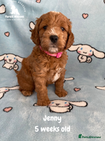 Cockapoo dogs Extensively Tested F1 Cockapoos - Advert 1