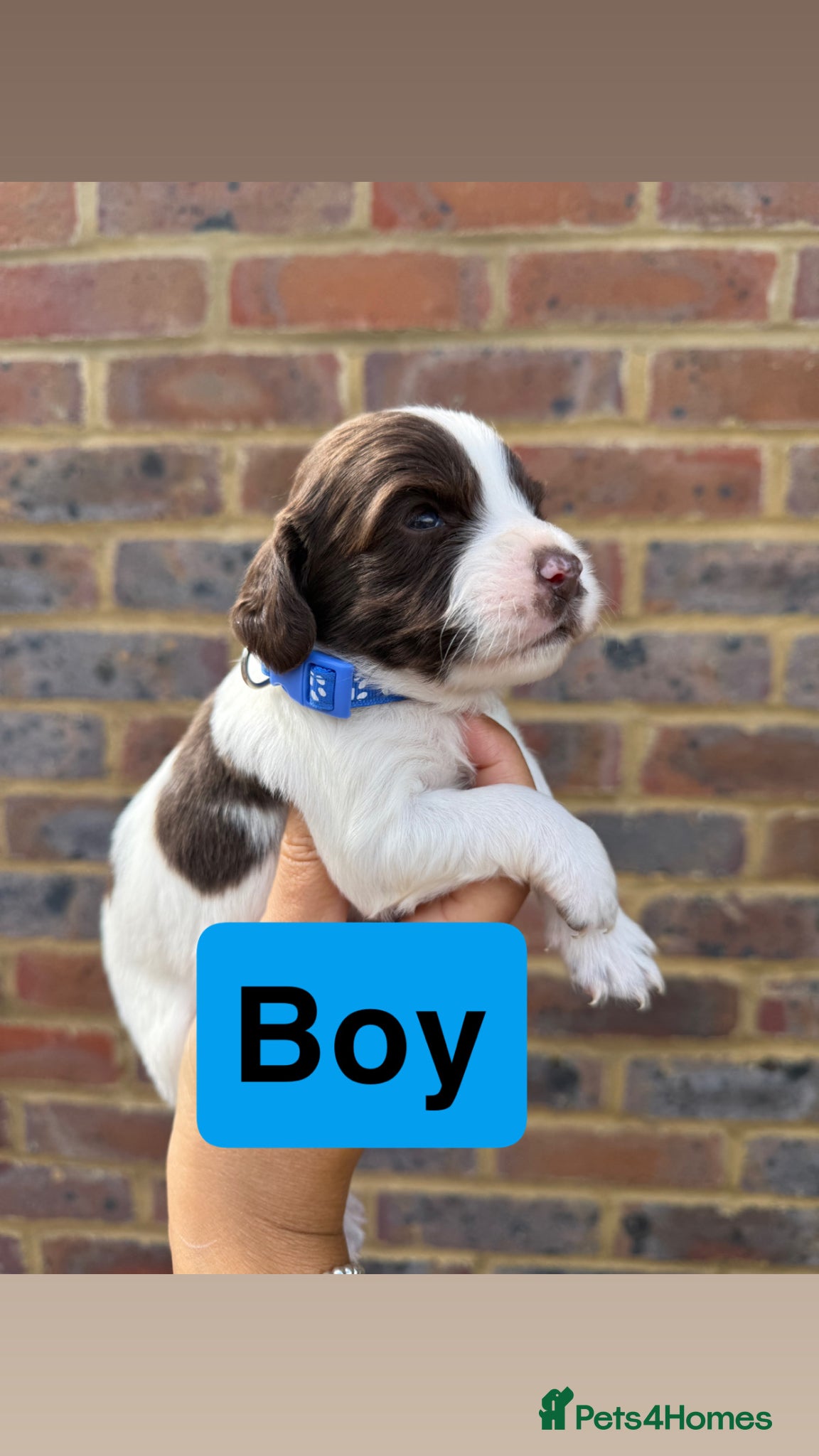Sprocker dogs for sale: 6 beautiful sprocker - Advert 15