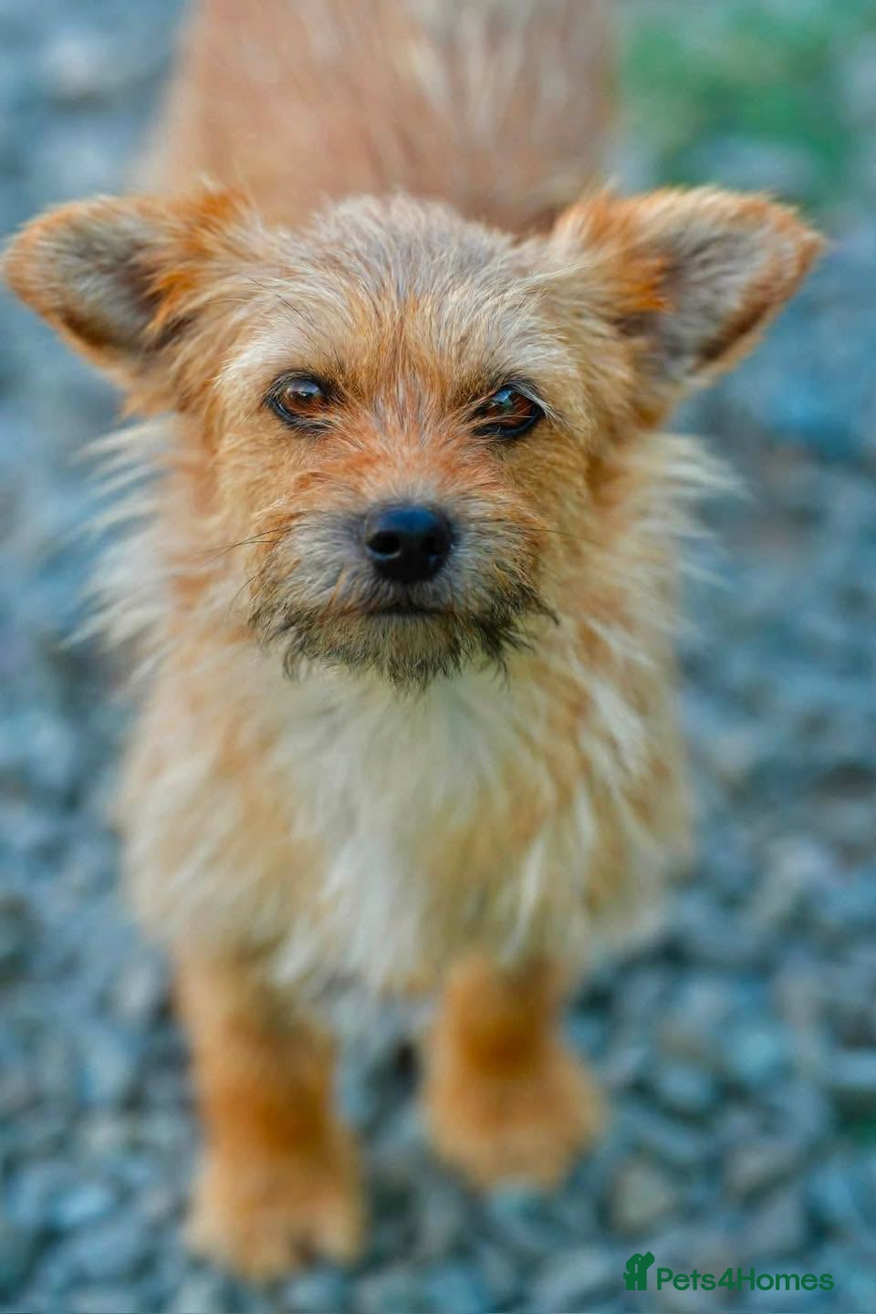 Mixed Breed dogs 🌼 Say Hello to Miss Daisy! 🌼 - Advert 1
