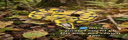 Python Snake reptiles for sale:  Various ball pythons  - Advert 11