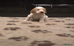 Cocker Spaniel dogs for sale: Show Cocker Spaniel  - Image 10