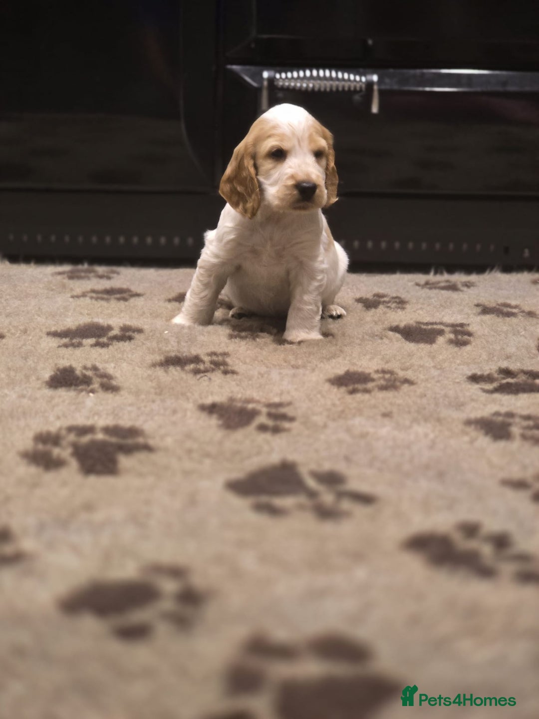 Cocker Spaniel dogs for sale: Show Cocker Spaniel  - Image 10