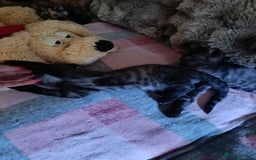 Bengal cats for sale: Three Bengals - Image 16