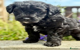 Cavapoo dogs for sale: Beautiful Cavapoo pups  - Image 6