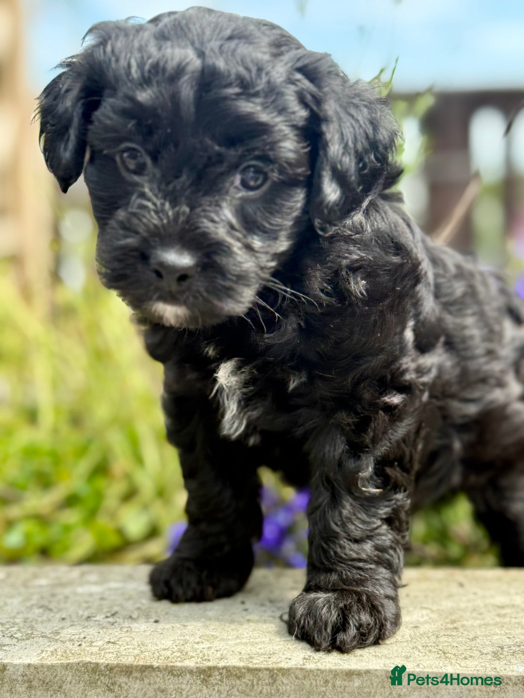 Cavapoo dogs for sale: Beautiful Cavapoo pups  - Image 6
