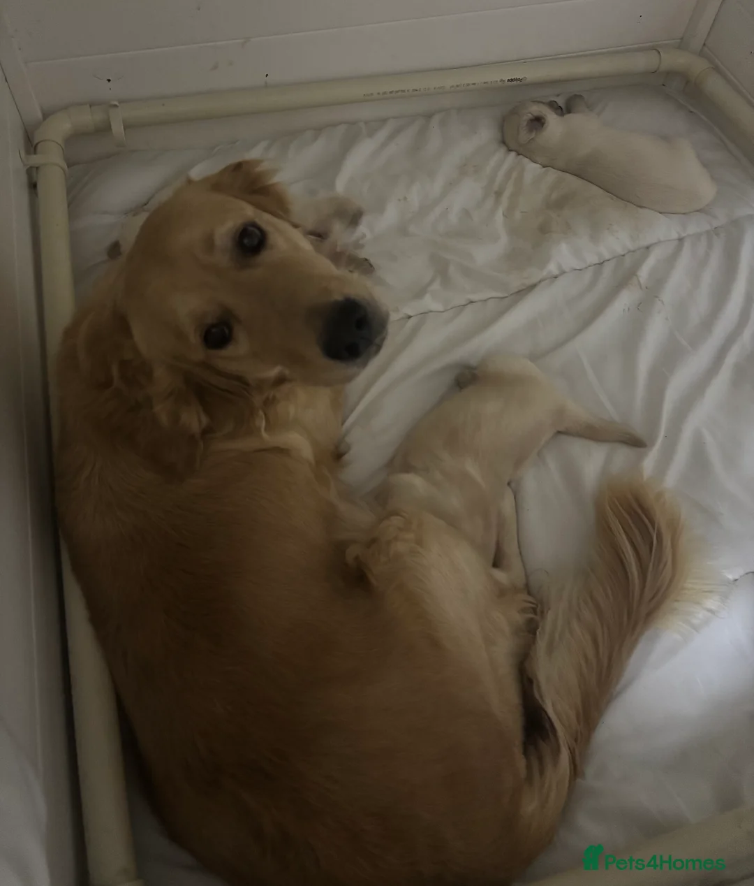 Golden Retriever dogs for sale: *2 left* gorgeous golden retrievers  - Advert 10