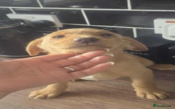 Labrador Retriever dogs for sale: Fox red Labradors  - Image 2