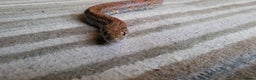 Corn Snake reptiles for sale: Lovely Corn Snake with Vivarium & furnishings - Advert 4