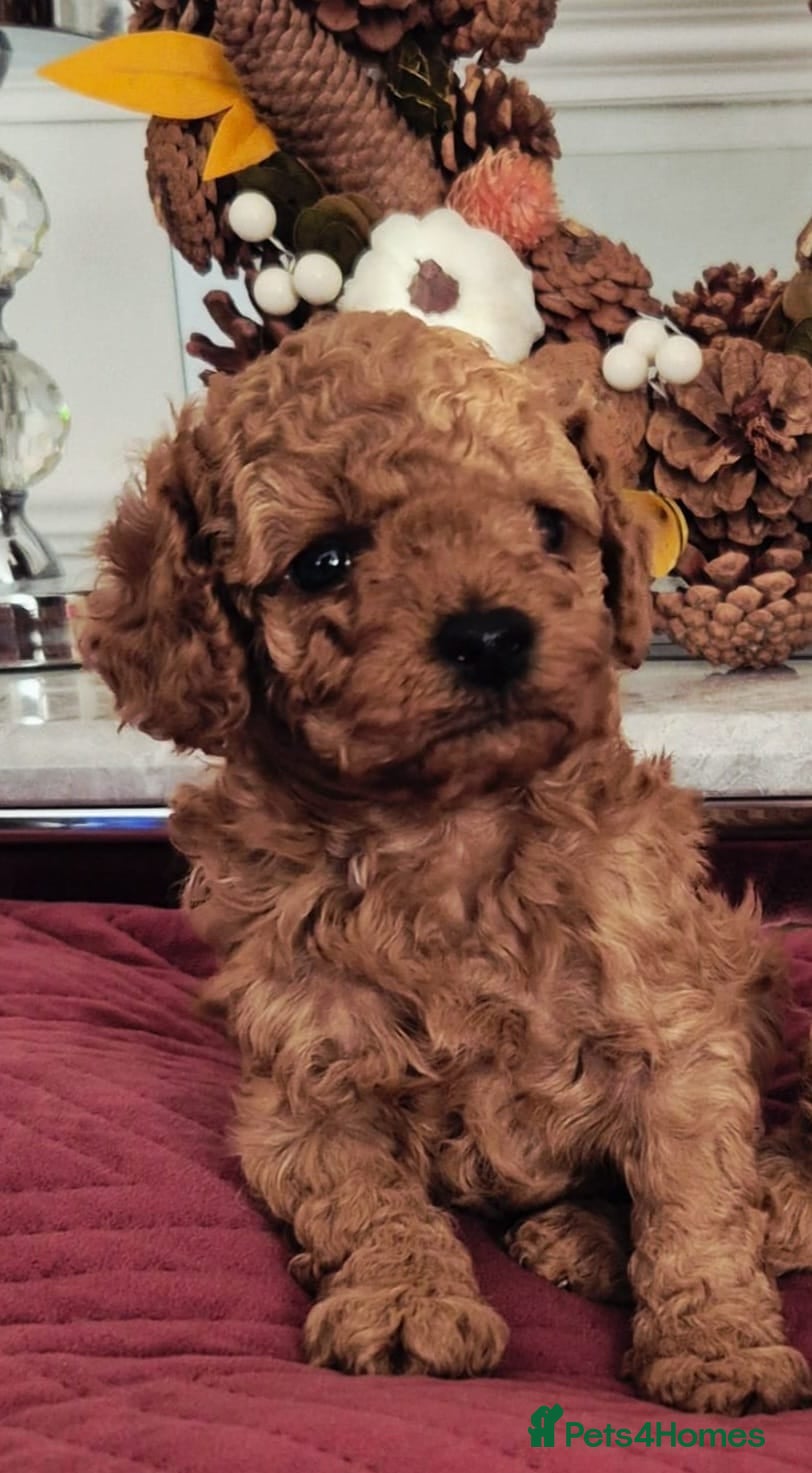 Cavapoo dogs F1B EXTENSIVELY HEALTH TESTED CAVERPOO PUPS - Advert 5