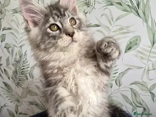 Maine Coon cats Affectionate pedigree boys - Advert 14