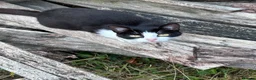 Domestic Shorthair cats for sale: Black and white newborn kittens  - Advert 1