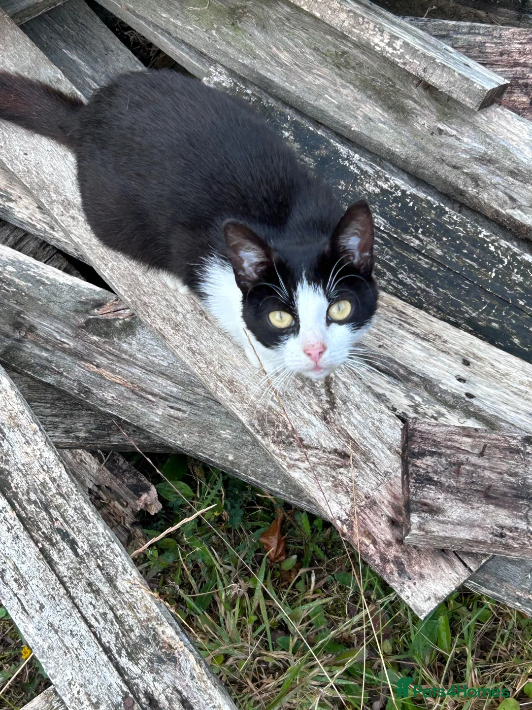 Domestic Shorthair cats for sale: Black and white newborn kittens  - Advert 1