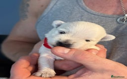West Highland Terrier dogs for sale: West Highland Terrier Puppies for Loving Homes - Image 13