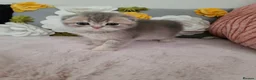Scottish Fold cats for sale: Adorable Blue Golden Male Scottish Fold Kitten - Advert 2