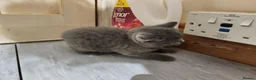 British Shorthair cats for sale: Brithish shorthair kittens  - Advert 6