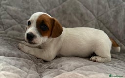 Jack Russell dogs for sale: Jack Russell pups - Image 4