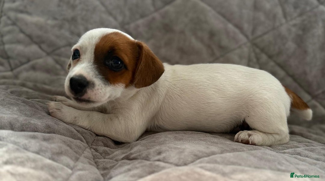 Jack Russell dogs for sale: Jack Russell pups - Image 4