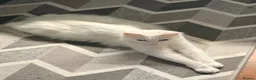 Maine Coon cats for sale: White blue eyes maine coon - Advert 8