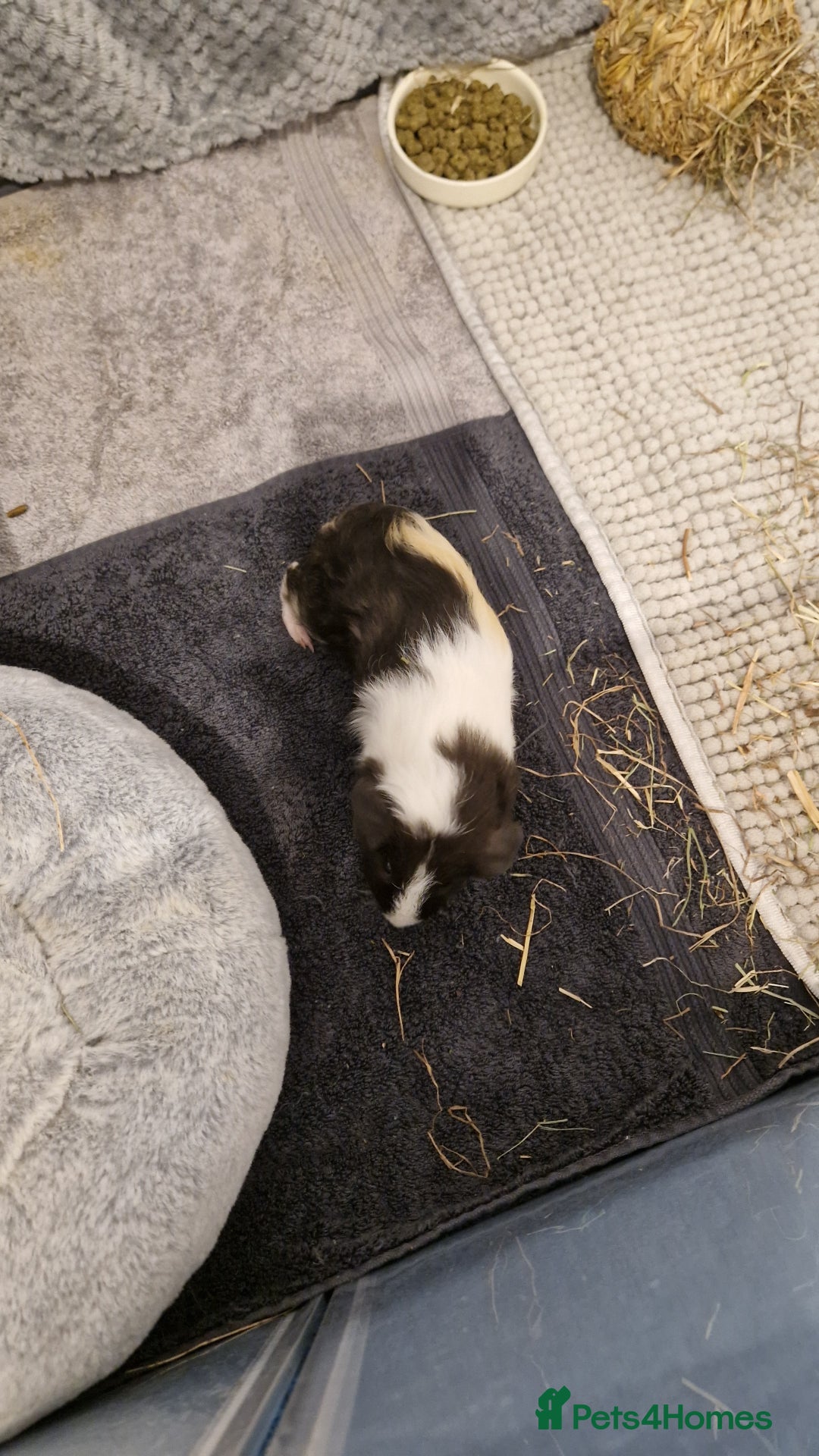 Guinea Pig rodents for sale: Guinea pigs and full set up - Advert 5