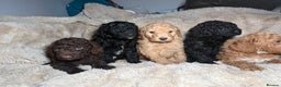 Goldendoodle dogs for sale: Goldendoodles Ready Next Week - Advert 8