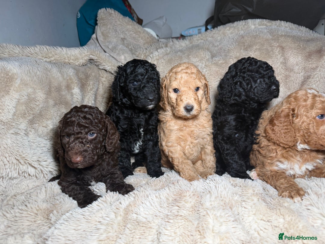 Goldendoodle dogs for sale: Goldendoodles Ready Next Week - Advert 8