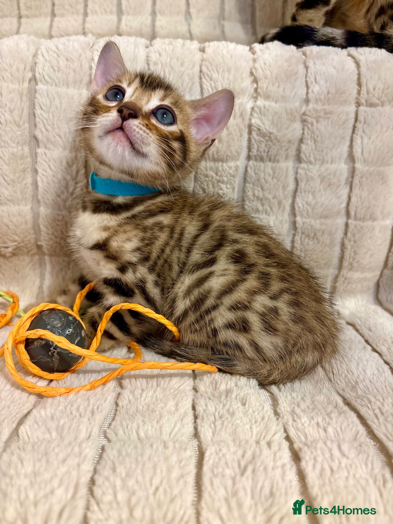 Bengal cats LAST ONE! Beautiful Bengal Kittens - Advert 1