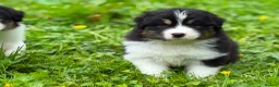 Australian Shepherd dogs for sale: Australian shepherd Black Tri Puppy Female - Advert 4