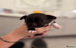 Chihuahua dogs for sale: 1 Stunning Male Apple Head Chihuahua Pup left - Advert 11