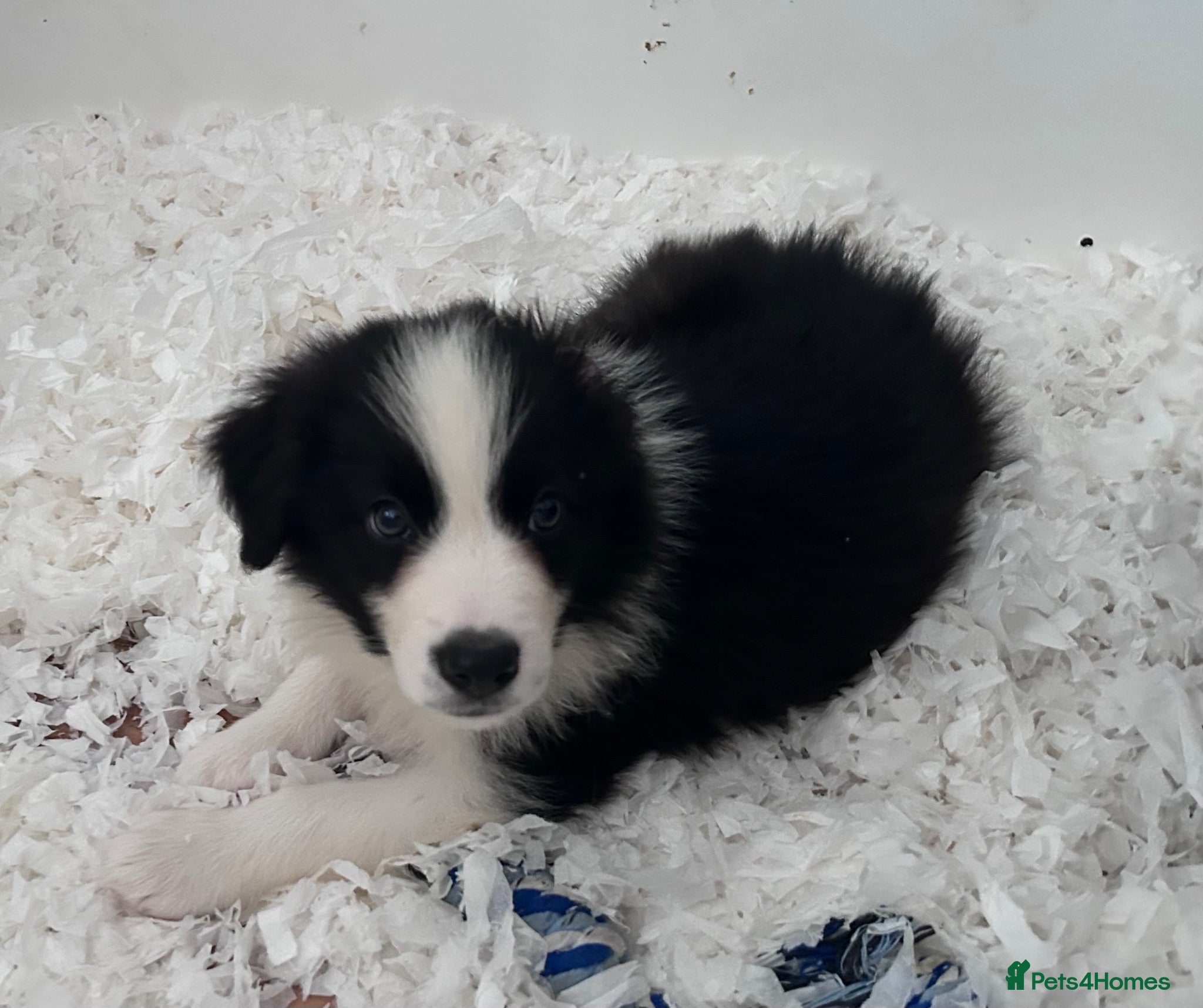 Border Collie dogs STUNNING HEALTH-TESTED BORDER COLLIES - Advert 2