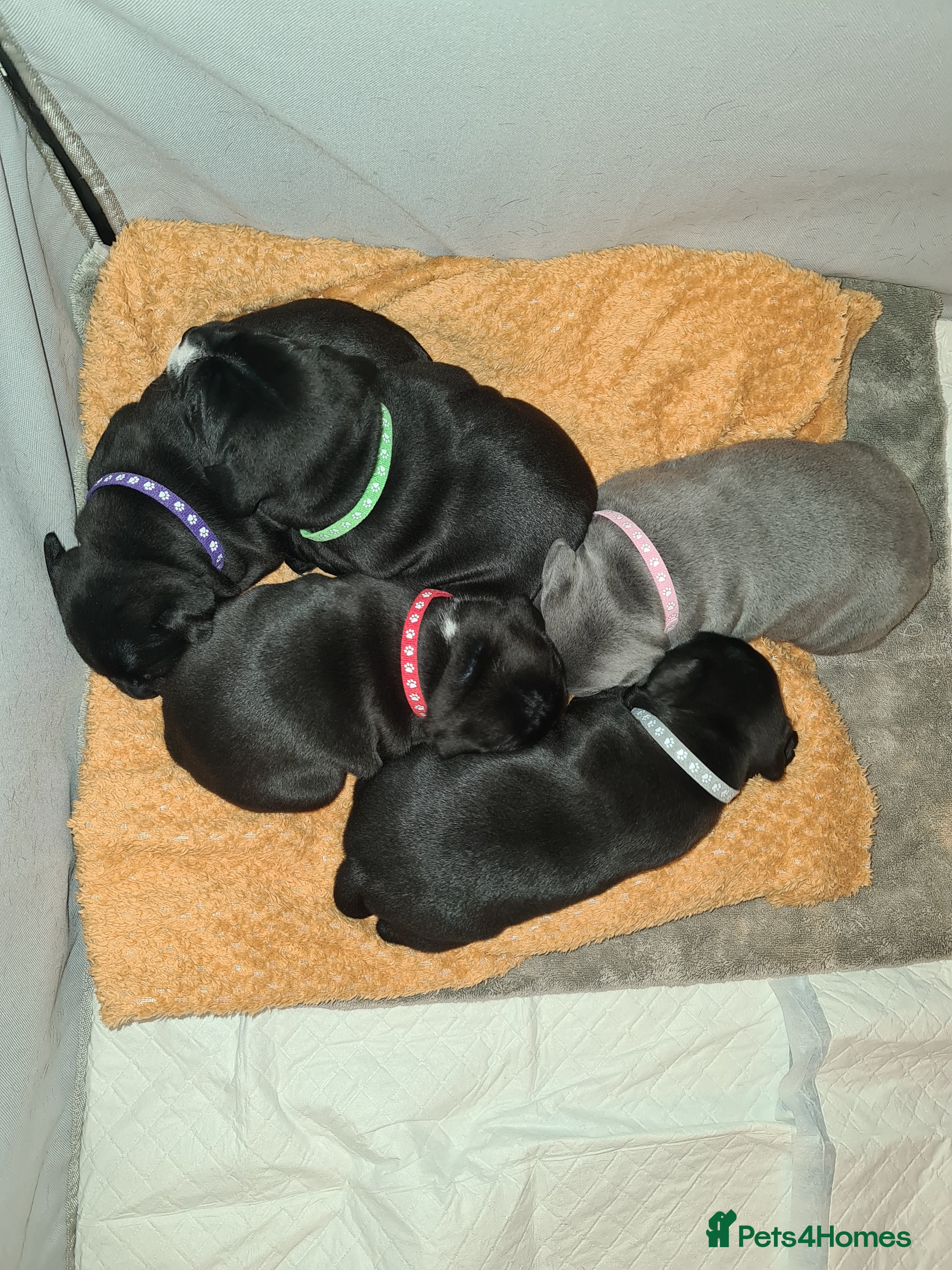 Staffordshire Bull Terrier dogs Stunning Staffordshire Bull Terrier Puppies - Advert 6