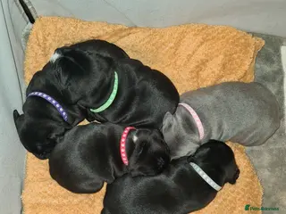 Staffordshire Bull Terrier dogs Stunning Staffordshire Bull Terrier Puppies - Advert 6