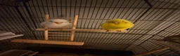 Budgerigars birds for sale: Boy and girl bugdies in Barnsley - Advert 8