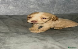 Cocker Spaniel dogs for sale: Cocker spaniel puppies  - Image 15